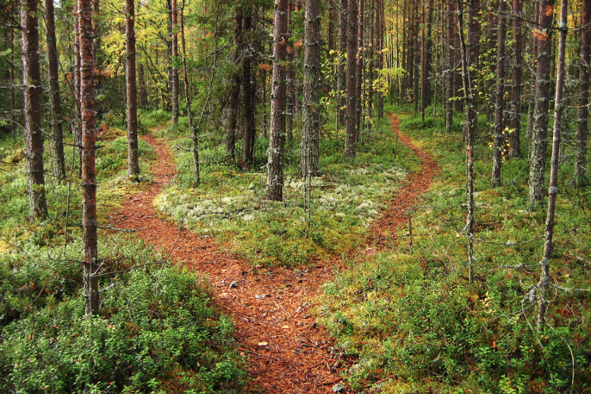 Kreuzung mit zwei gespaltenen Wegen im Wald